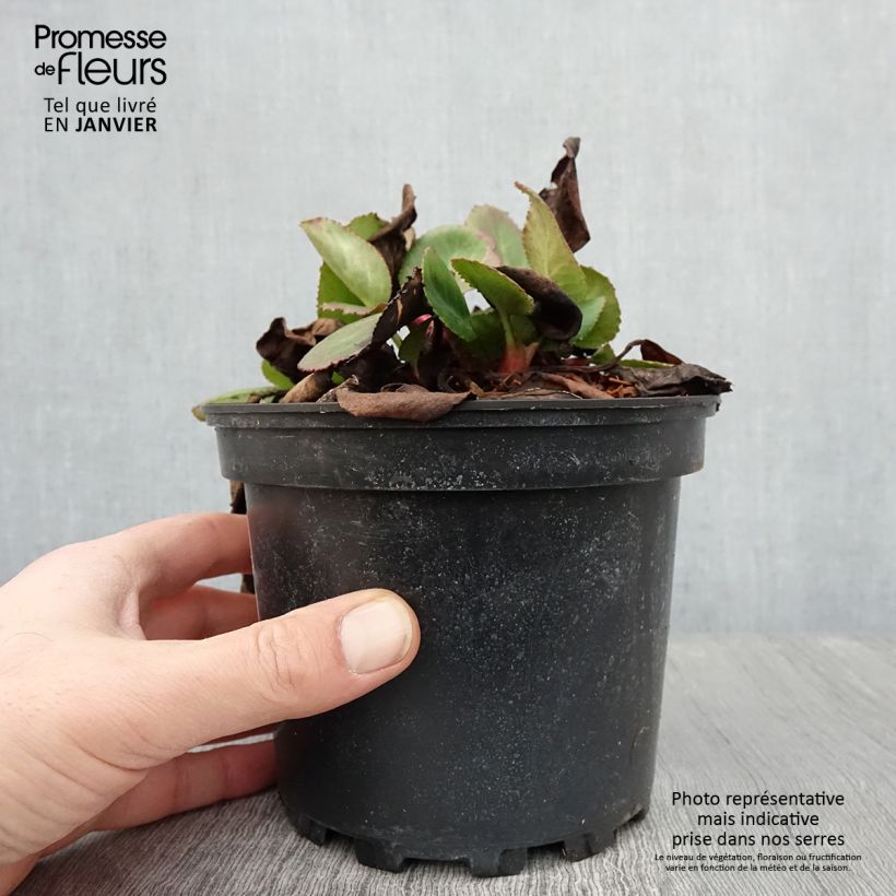 Bergenia hybride Harzkristall - Pot de 2L/3L sample as delivered in winter