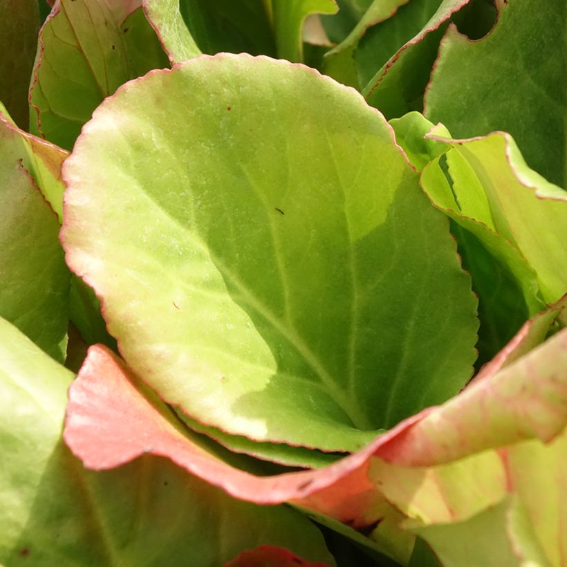 Bergenia purpurascens - Pigsqueak (Foliage)