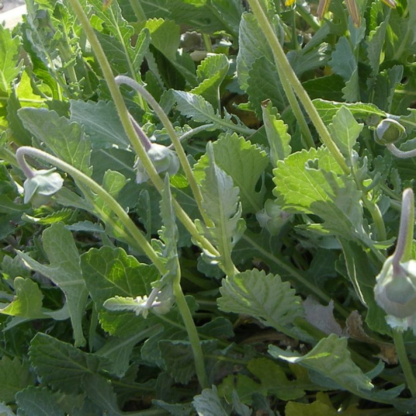 Berlandiera lyrata (Foliage)