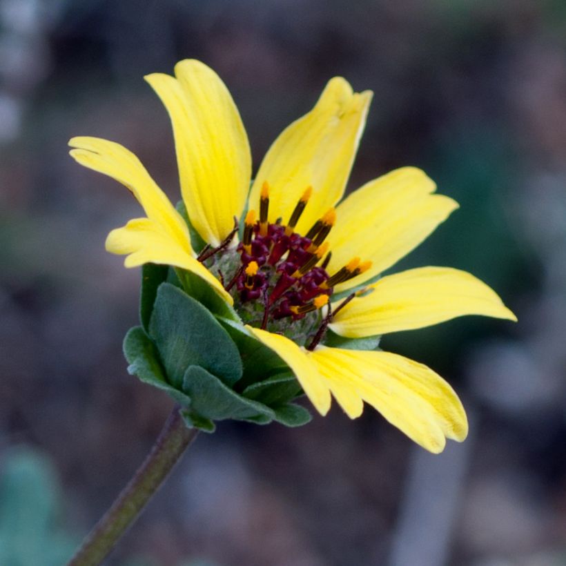 Berlandiera lyrata (Flowering)