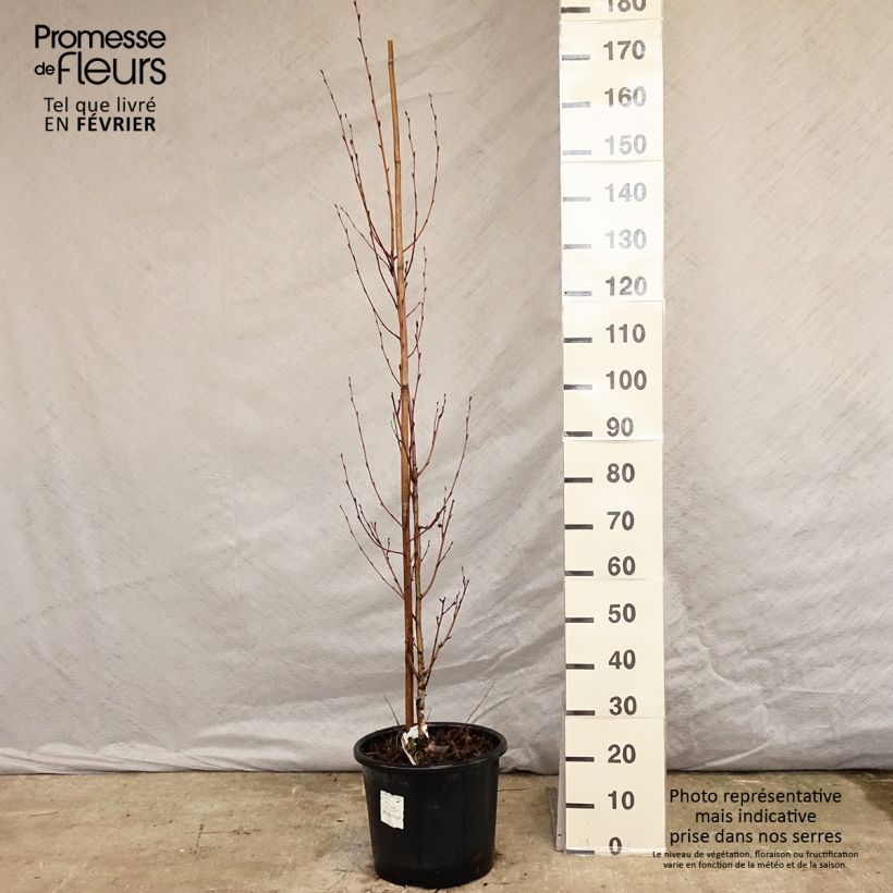 Betula ermanii Holland - Bouleau d'Erman  Pot de 15L sample as delivered in winter