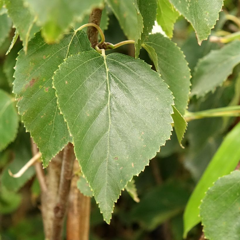 Betula ermanii Holland - Gold Birch (Foliage)