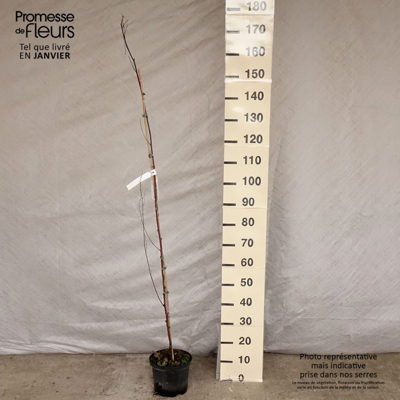 Betula pendula Fastigiata - Bouleau fastigié Pot de 2L/3L sample as delivered in winter