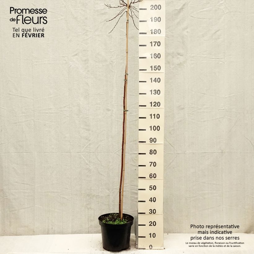 Betula pendula Magical Globe - Bouleau commun Pot de 7,5L/10L sample as delivered in winter