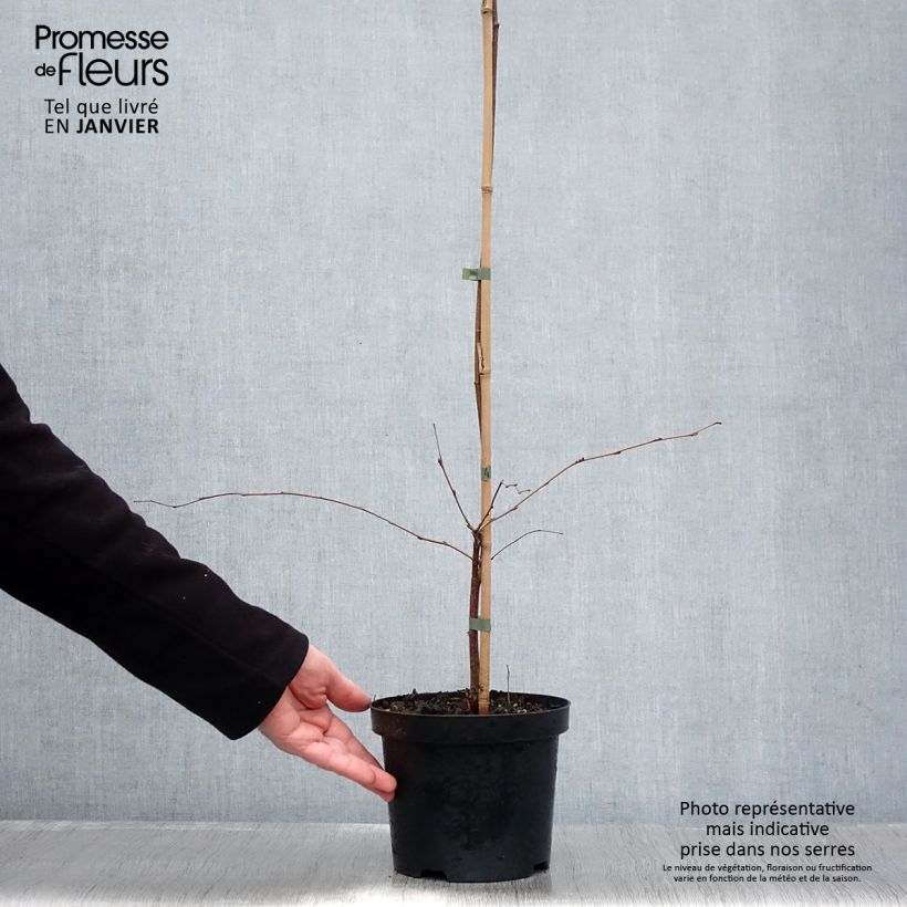 Betula pendula Tristis - Bouleau pleureur Pot de 2L/3L sample as delivered in winter