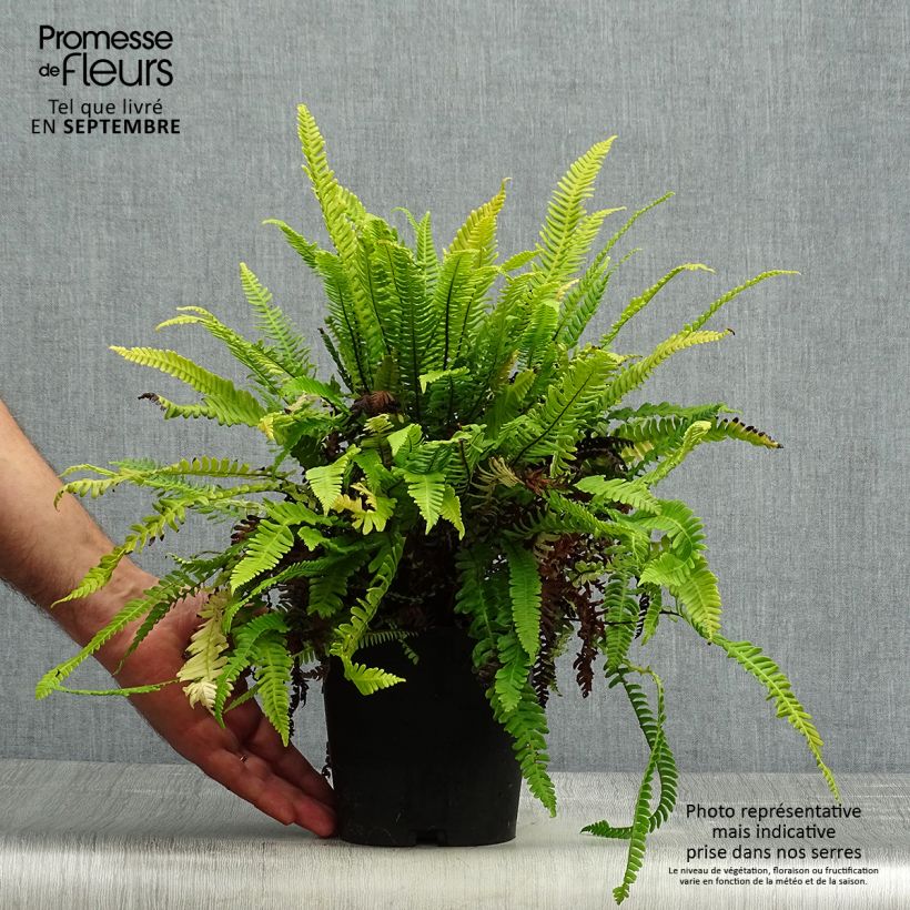 Blechnum spicant -  Fougère pectinée Pot de 2/3 L sample as delivered in autumn