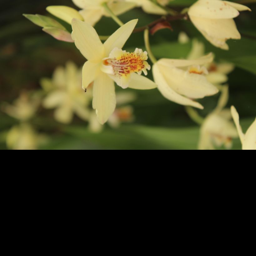 Bletilla ochracea (Flowering)