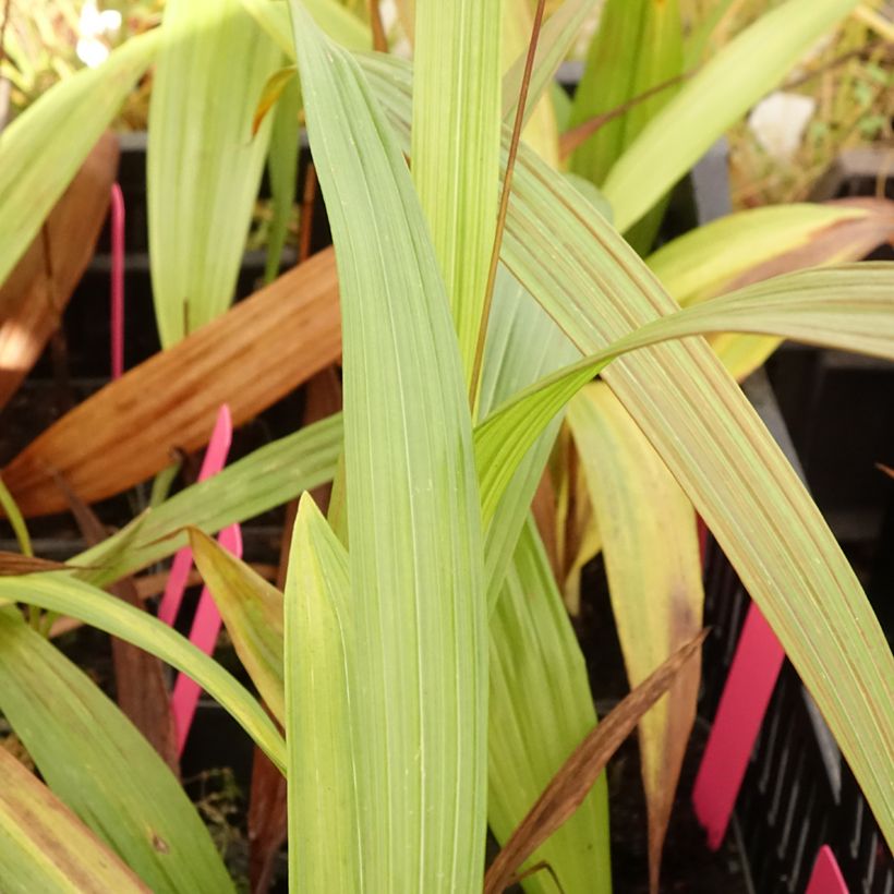 Bletilla Penway Paris - Hyacinth orchid (Foliage)