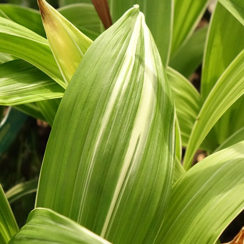 Bletilla striata alba - Chinese Ground Orchid (Foliage)