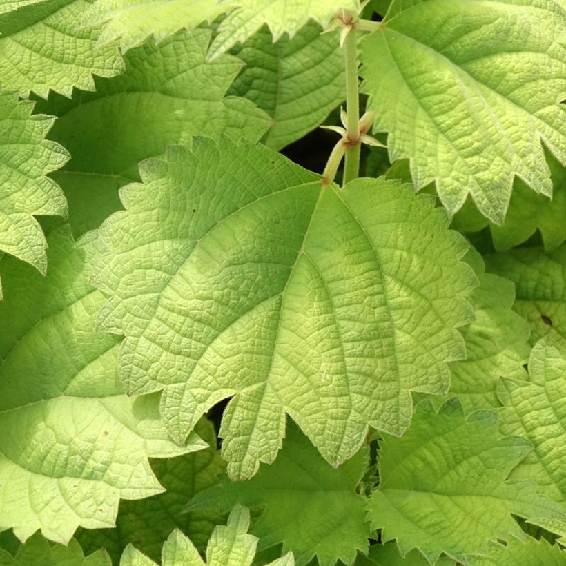 Boehmeria biloba - False Nettle (Foliage)