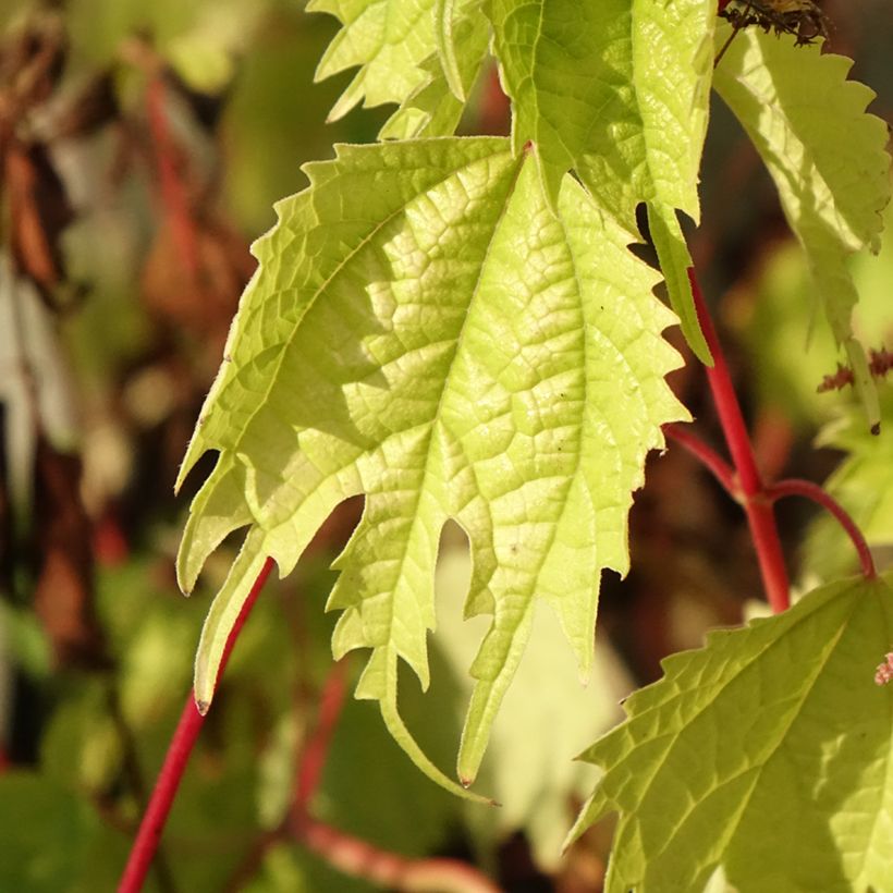 Boehmeria tricuspis - False Nettle (Foliage)