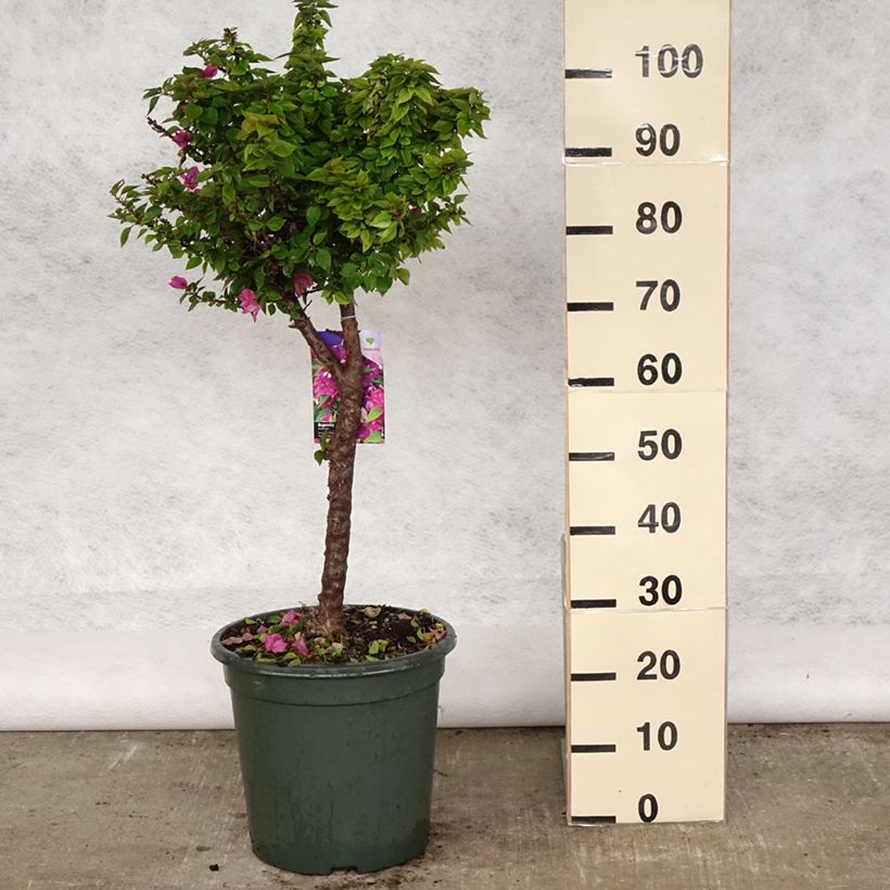 Bougainvillea x hybrida Mini Thaï 7.5L/10L potShipped height around 70/80cm sample as delivered in spring