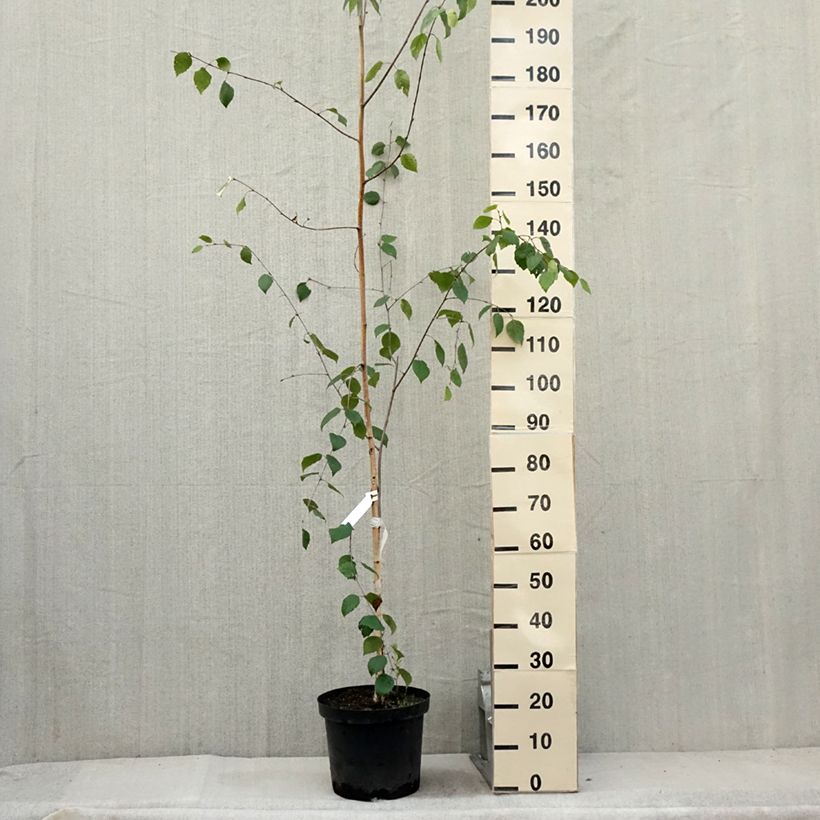 Betula utilis var. jacquemontii - Himalayan Birch 7.5L/10L potShipped height around 150/175cm sample as delivered in summer