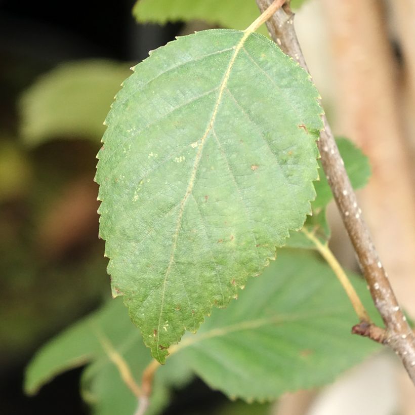 Betula utilis var. jacquemontii - Himalayan Birch (Foliage)