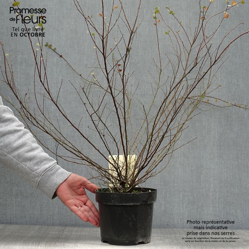 Bouleau nain - Betula nana Pot de 2L/3L sample as delivered in autumn