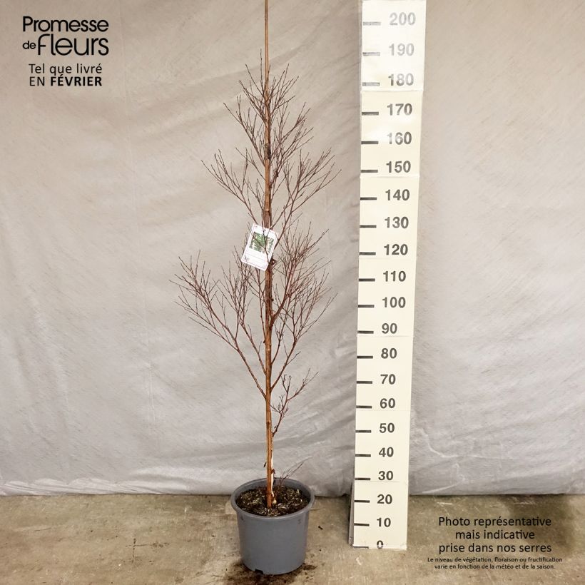 Bouleau noir - Betula nigra Pot de 12L/15L sample as delivered in winter