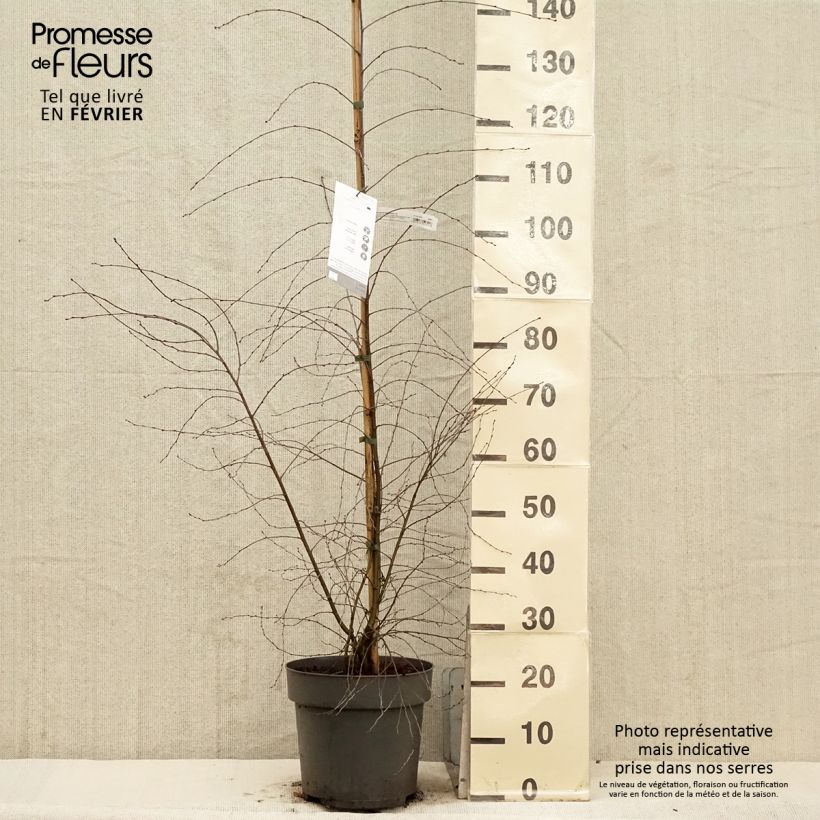 Bouleau pleureur - Betula pendula Karaca - Pot de 7,5L/10L sample as delivered in winter