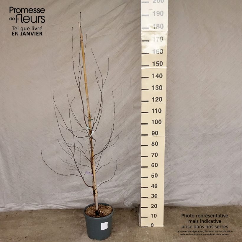 Bouleau pourpre - Betula pendula Royal Frost Pot de 7.5L./10L. sample as delivered in winter