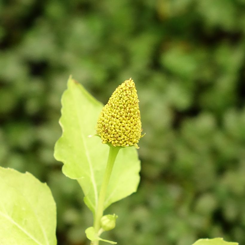 Brède Mafane - Para Cress (Flowering)