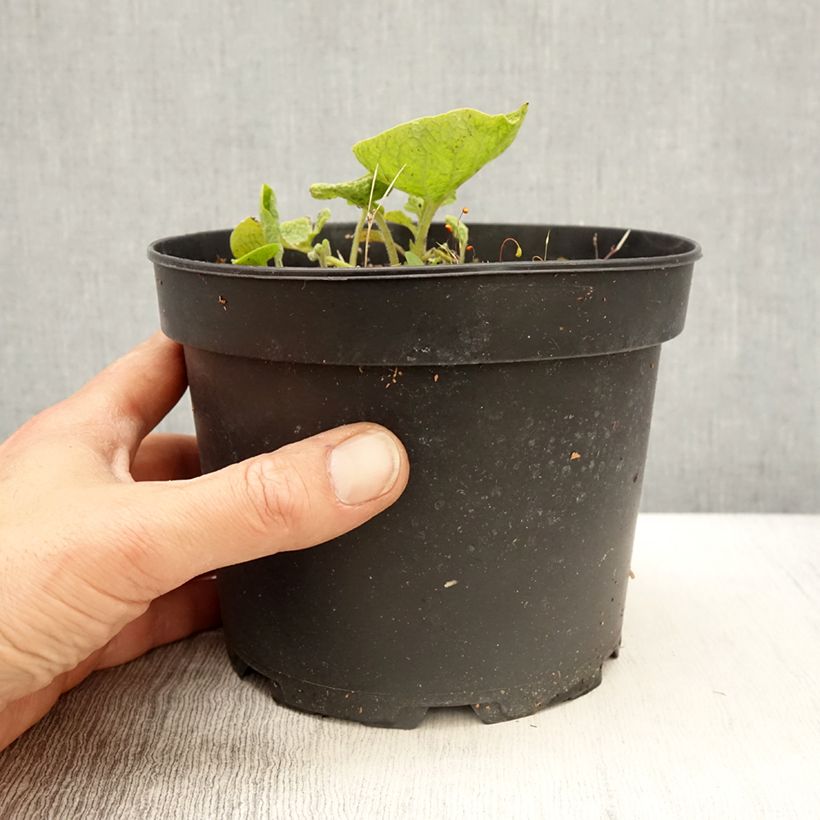 Brunnera macrophylla Betty Bowring - Myosotis du Caucase en pot de 2L/3L sample as delivered in spring