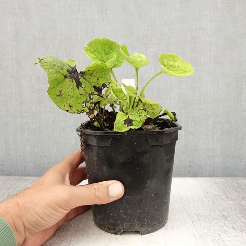 Brunnera macrophylla - Siberian Bugloss 2L/3L pot sample as delivered in summer