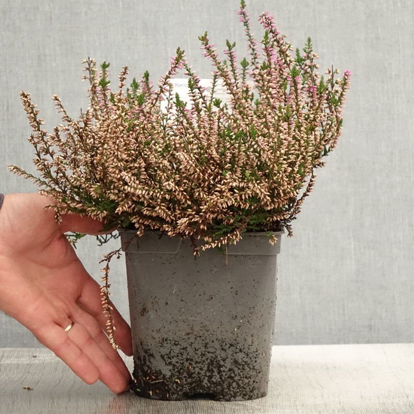 Bruyère d'été - Calluna vulgaris Marleen  Pot de 2L/3L sample as delivered in autumn