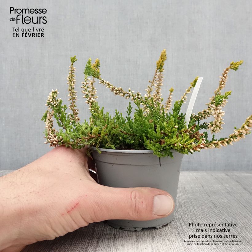 Bruyère d'été - Calluna vulgaris Sandy  Pot de 2L/3L sample as delivered in winter