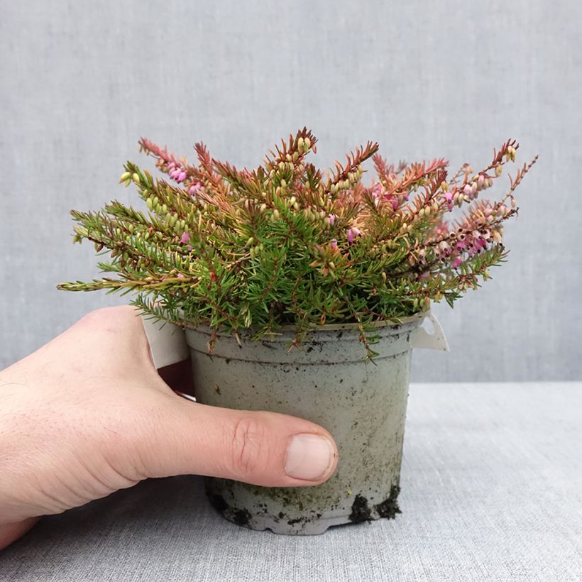 Erica darleyensis Stieneke - Winter Heath 12cm pot sample as delivered in winter