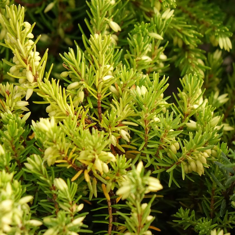 Erica carnea Isabell - Winter Heath (Foliage)