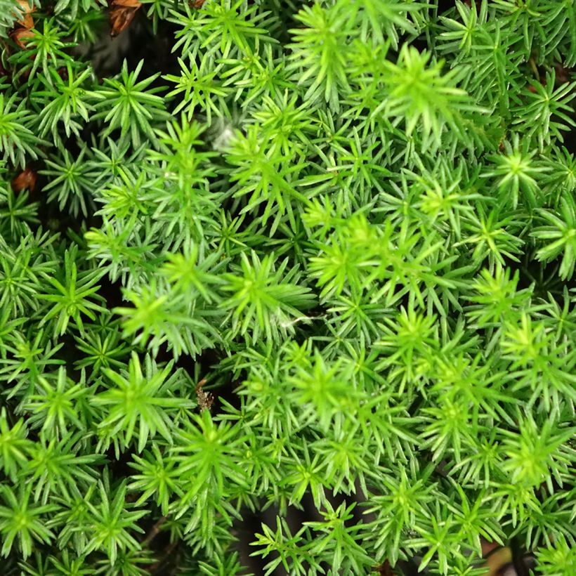 Erica carnea Isabell - Winter Heath (Foliage)