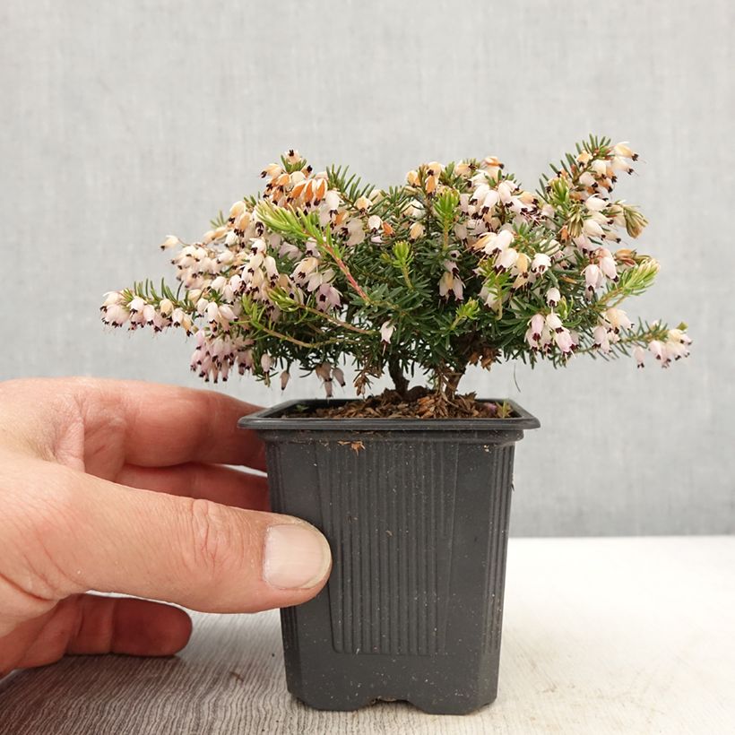 Snow heather - Erica carnea Jenny Porter 8/9 cm pot sample as delivered in spring