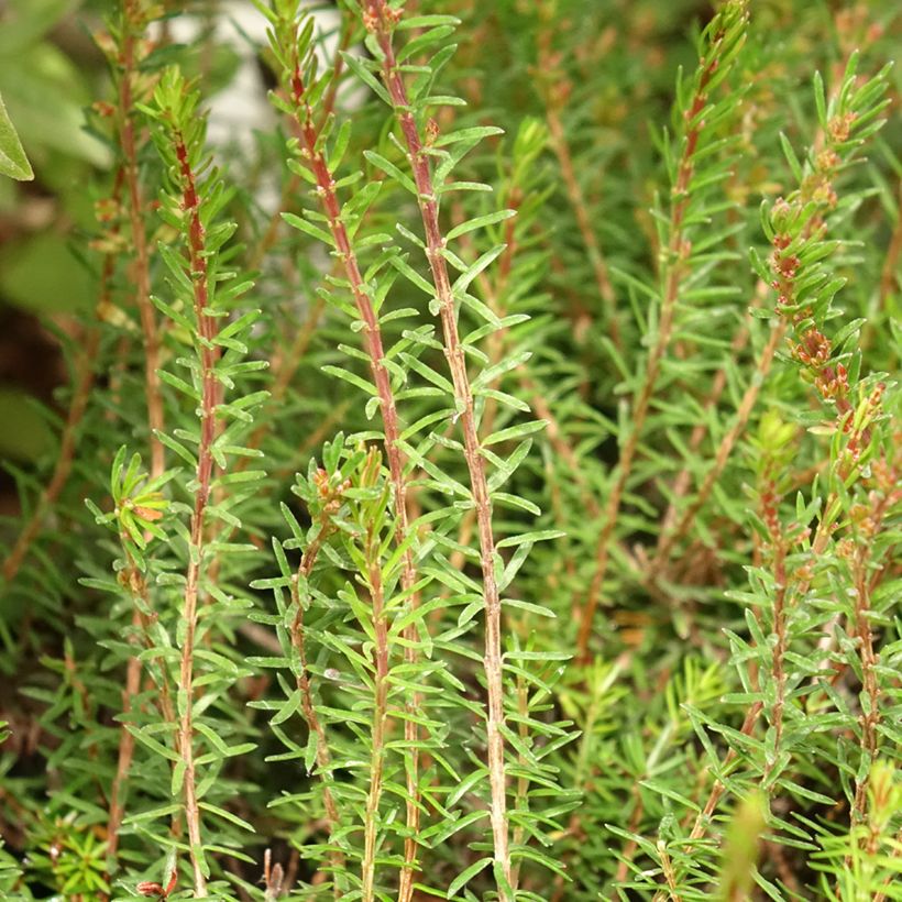 Erica carnea Myretoun Ruby - Winter Heath (Foliage)