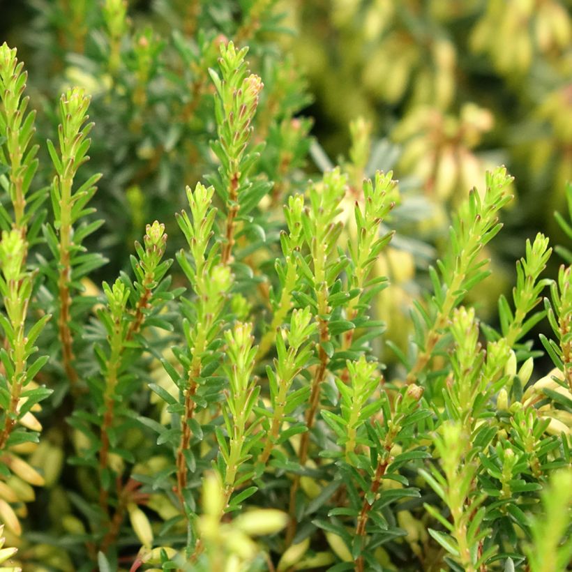 Erica carnea Rosalie - Winter Heath (Foliage)