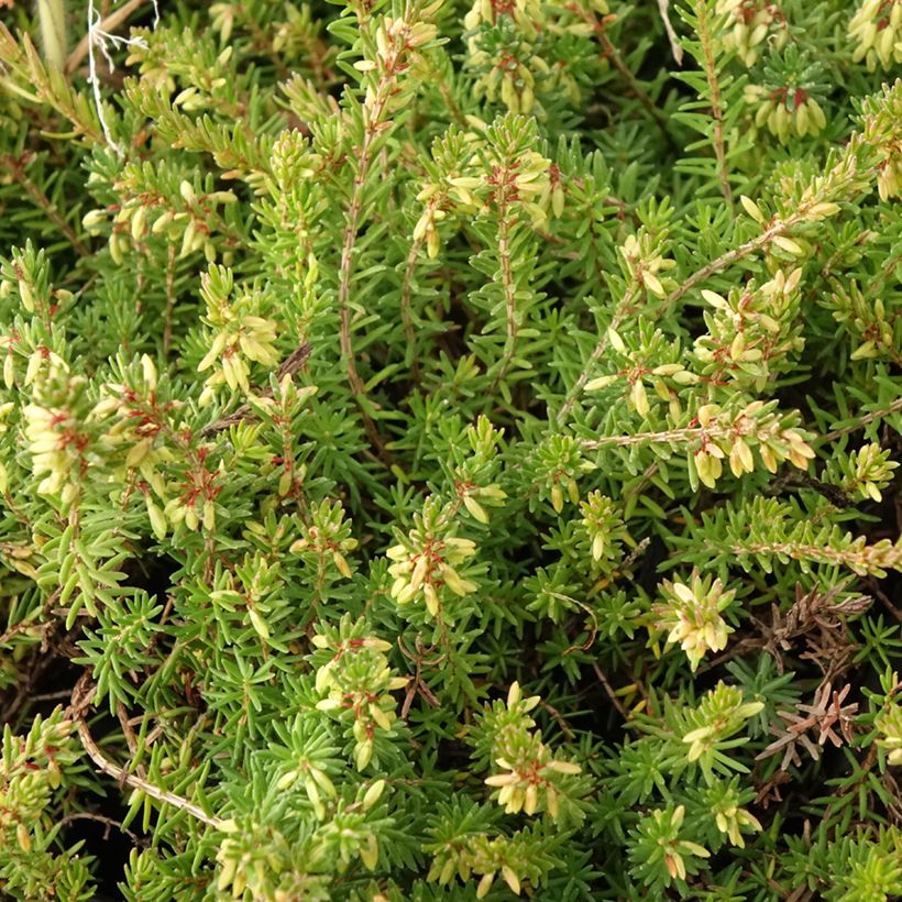 Erica carnea Springwood Pink (Foliage)