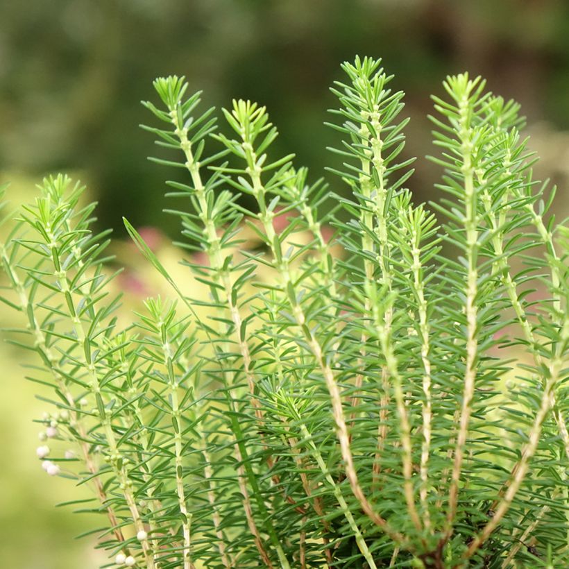 Erica vagans Holden Pink (Foliage)