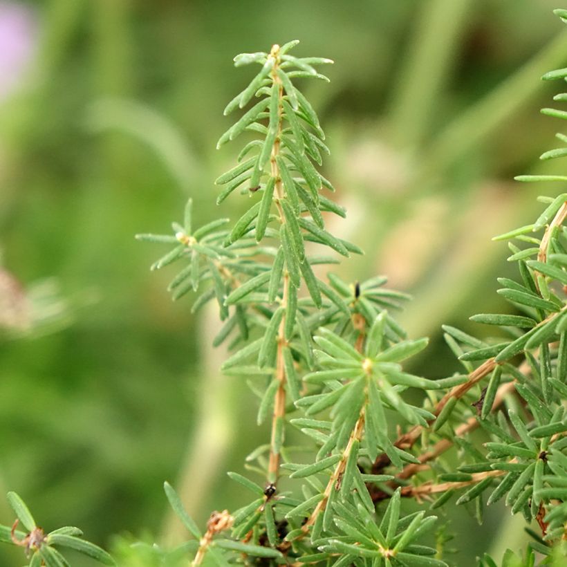 Erica vagans Pyrenees Pink (Foliage)