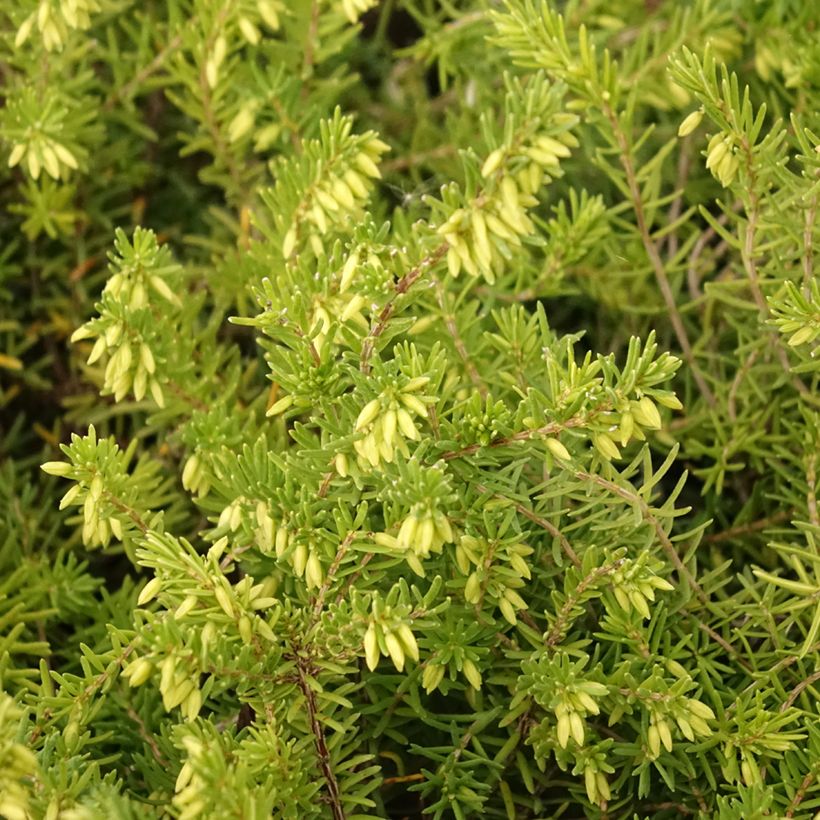 Erica vagans 'White Rocket' (Foliage)