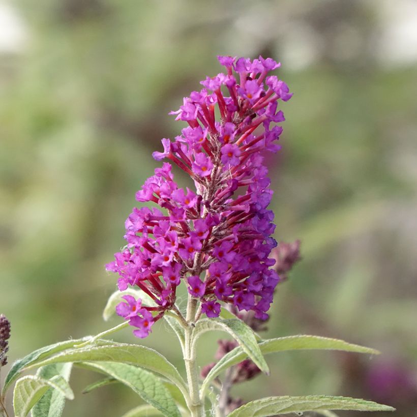 Buddleja davidii Butterfly Tower - Butterfly Bush (Flowering)