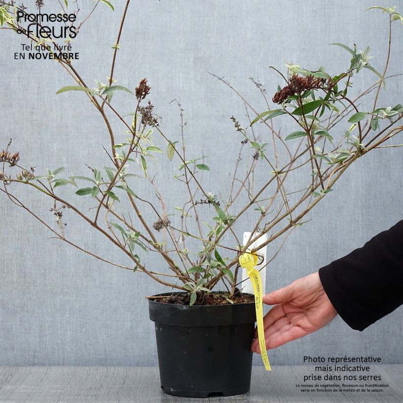 Buddleia davidii Masquerade - Arbre aux papillons Pot de 3L/4L sample as delivered in autumn