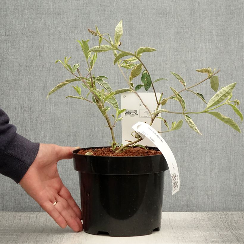 Buddleia davidii Masquerade - Arbre aux papillons Pot de 3L/4L sample as delivered in summer