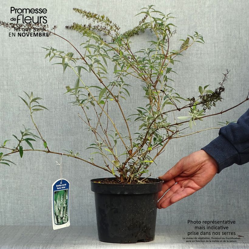 Buddleia davidii Nanho White - Arbre aux papillons nain Pot de 2L/3L sample as delivered in autumn