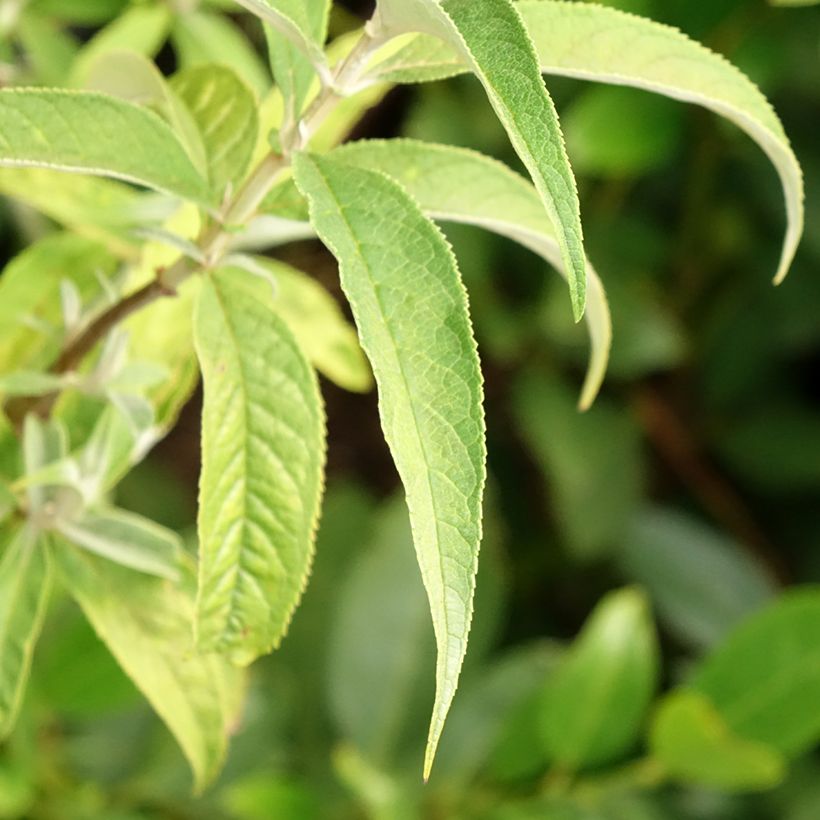 Buddleja davidii Nanho White - Butterfly Bush (Foliage)