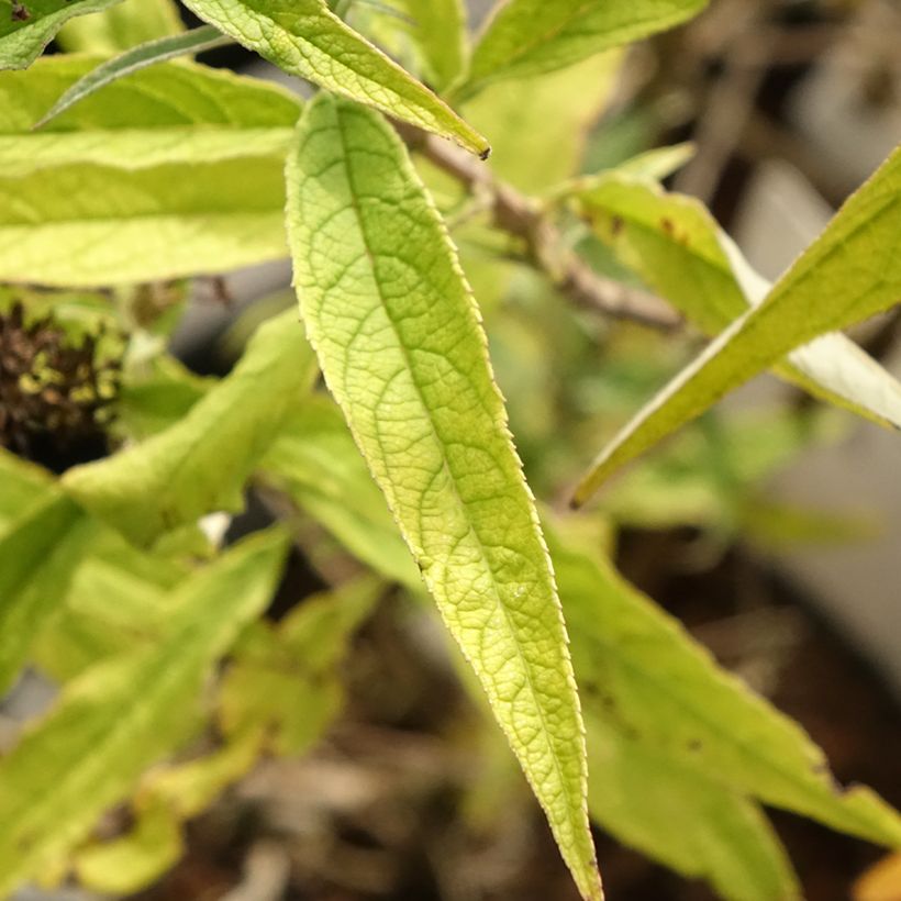 Buddleja davidii Purple Emperor Pyrkeep - Butterfly Bush (Foliage)