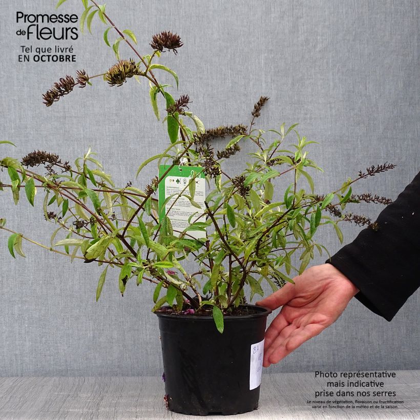 Buddleia davidii Santana - Arbre à papillons panaché Pot de 2L/3L sample as delivered in autumn