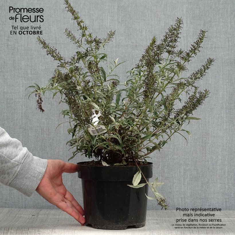 Buddleia davidii White Ball Pot de 3L/4L sample as delivered in autumn