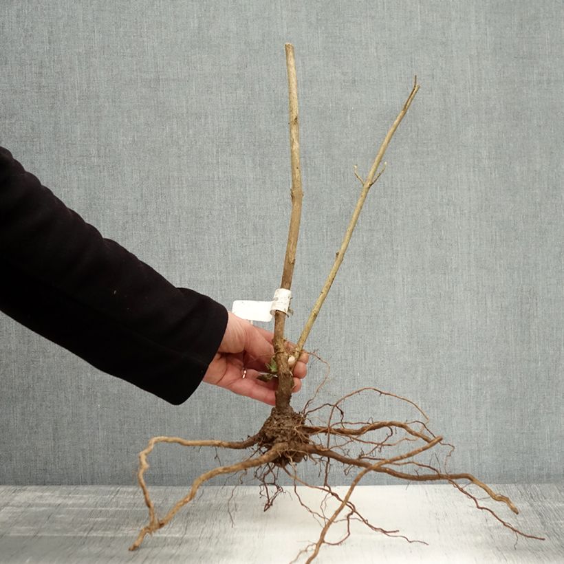 Buddleia Empire Blue - Butterfly Bush Bare rootShipped height around 50/80cm sample as delivered in winter