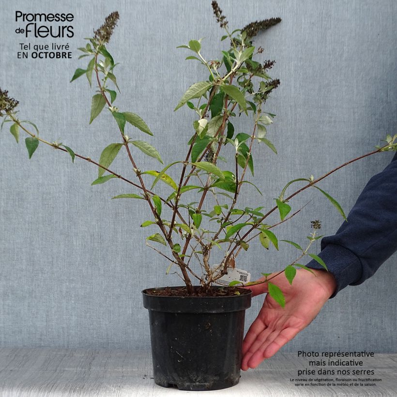 Buddleia Lochinch  - Arbre aux papillons en pot de 2/3L sample as delivered in autumn