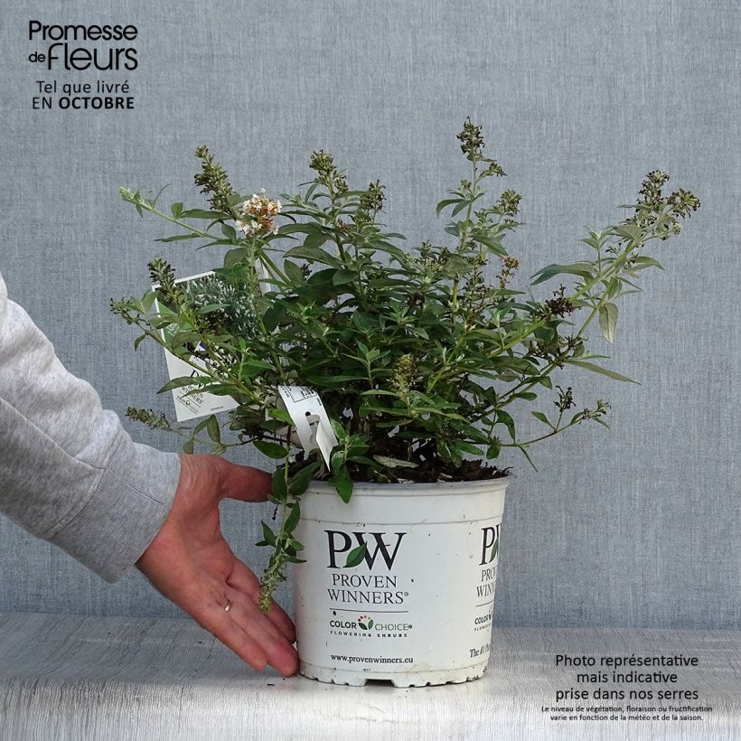 Buddleia White Chip  - Arbre aux papillons nain Pot de 2L/3L sample as delivered in autumn