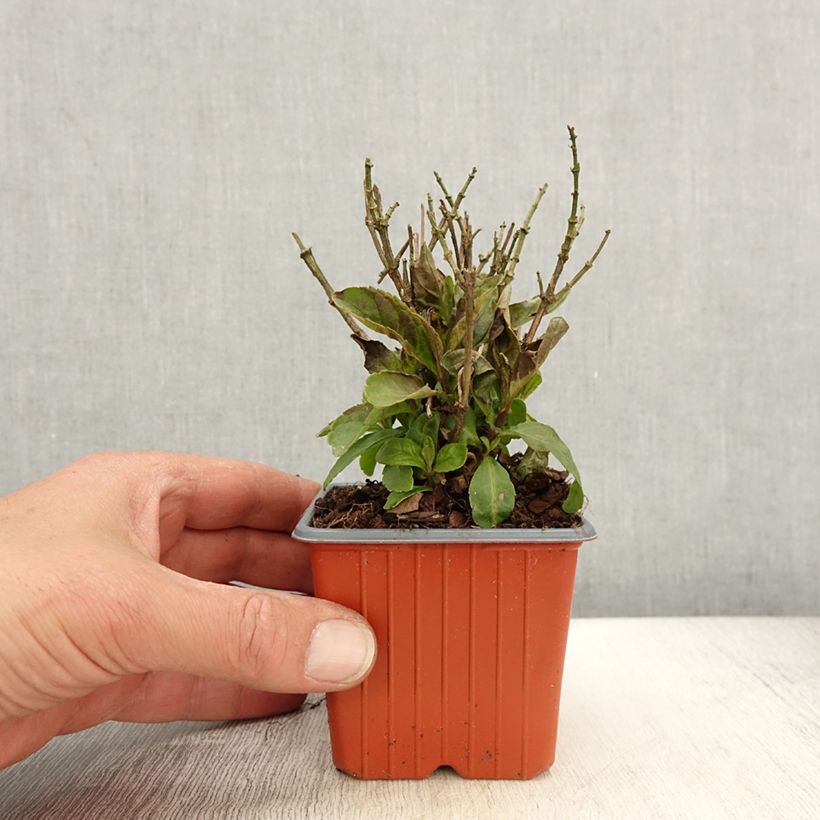 Buddleja davidii Butterfly Candy Little Pink - Arbre aux papillons nain - Godet de 8/9 cm sample as delivered in spring