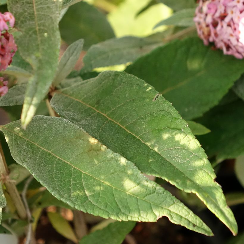 Buddleja davidii Butterfly Candy Little Pink - Butterfly Bush (Foliage)